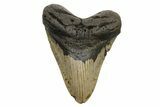 Huge, Fossil Megalodon Tooth - North Carolina #261047-1